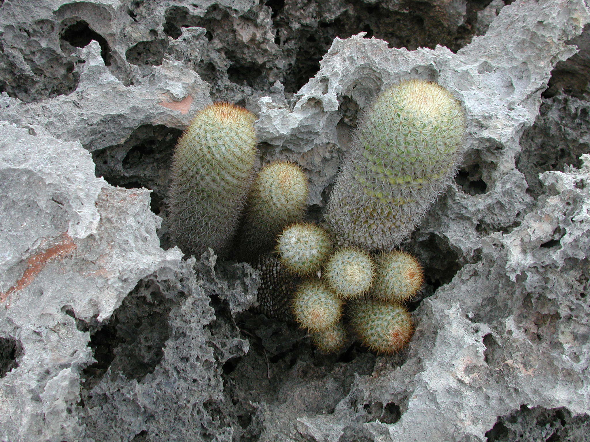 Mammillaria columbiana subsp. Yucatanensis
